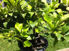 iphone-4-photo-3.jpg, juin 2010 iphone-4-photo-3.jpg