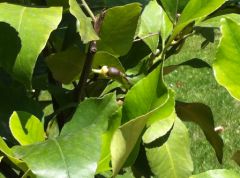 iphone-4-photo-4.jpg, juin 2010 iphone-4-photo-4.jpg