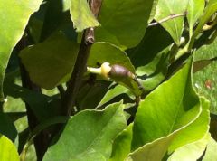 iphone-4-photo-5.jpg, juin 2010 iphone-4-photo-5.jpg