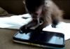 singe-joue-iphone.jpg, 2011 singe-joue-iphone.jpg