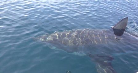 requin-video-iphone-1.jpg, 2011 requin-video-iphone-1.jpg