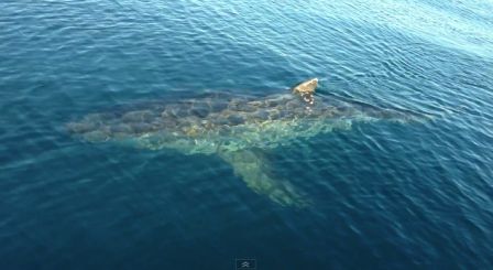 requin-video-iphone.jpg, 2011 requin-video-iphone.jpg