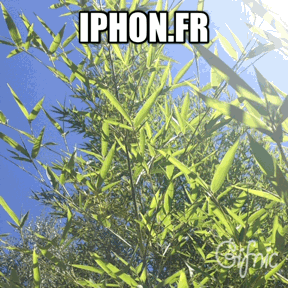 gifanimiphon.jpg, 2011 gifanimiphon.jpg