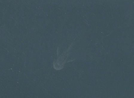 monstre-loch-ness-iphone-2.jpg, 2011 monstre-loch-ness-iphone-2.jpg