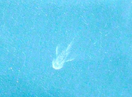 monstre-loch-ness-iphone-3.jpg, 2011 monstre-loch-ness-iphone-3.jpg