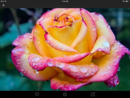 lytro-iphone-ipad-1.jpg, 2011 lytro-iphone-ipad-1.jpg