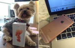 iPhone-6s-or-rose-1.jpg, 2015 iPhone-6s-or-rose-1.jpg
