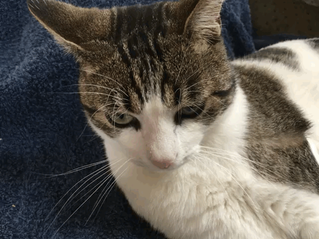 chat.gif, 2014 chat.gif