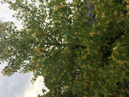 arbre-iphone-6s.jpg, 2011 arbre-iphone-6s.jpg
