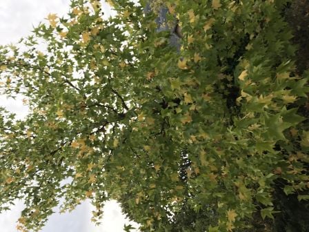 arbre-iphone-7.jpg, 2011 arbre-iphone-7.jpg