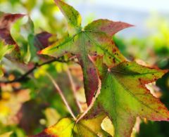 exemple-effet-profondeur-iphone-7.jpg, 2015 exemple-effet-profondeur-iphone-7.jpg