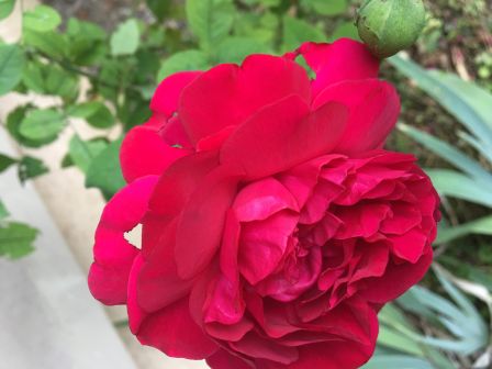 fleur-2-iphone-6s.jpg, 2011 fleur-2-iphone-6s.jpg
