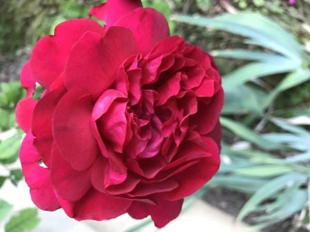 fleur-2-iphone-7.jpg, 2011 fleur-2-iphone-7.jpg