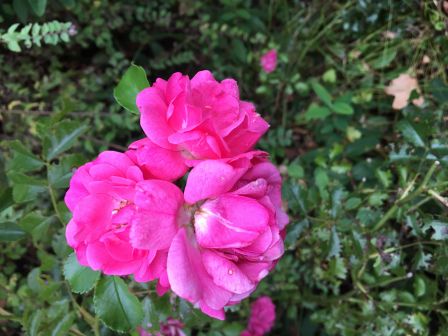 fleur-rose-iphone-6s.jpg, 2011 fleur-rose-iphone-6s.jpg