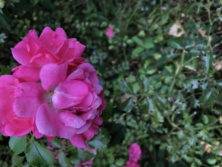 fleur-rose-iphone-7.jpg, 2011 fleur-rose-iphone-7.jpg
