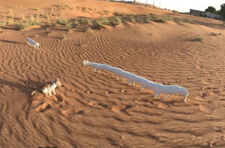 photo-panoramique-chat-1.jpg, 2011 photo-panoramique-chat-1.jpg