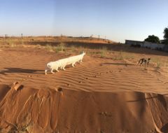 photo-panoramique-chat-2.jpg, 2015 photo-panoramique-chat-2.jpg