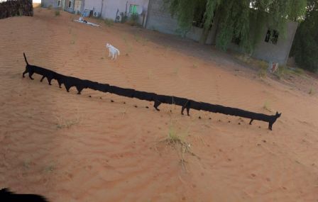 photo-panoramique-chat-4.jpg, 2011 photo-panoramique-chat-4.jpg