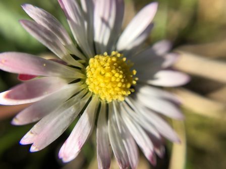 test-macro-photo-rhinoshield.jpg, 2011 test-macro-photo-rhinoshield.jpg