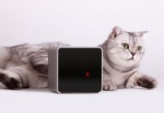 pet-1.jpg