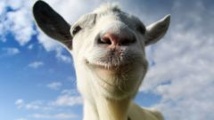 goat-1.jpg