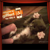 giffer-top.jpg, fév. 2011 giffer-top.jpg