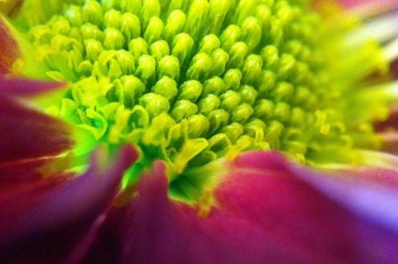 macro-lens-band-3b2b.0000001322533109.jpg