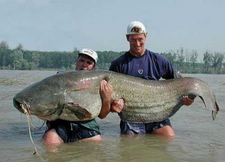 Belle_prise_de_poisson.jpg