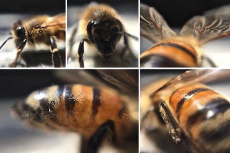 blips-micro-4.jpg, 2016 blips-micro-4.jpg