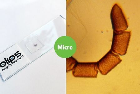 blips-micro-5.jpg, 2016 blips-micro-5.jpg