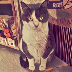 prisma-app-photo-ios-1.jpg, 2016 prisma-app-photo-ios-1.jpg