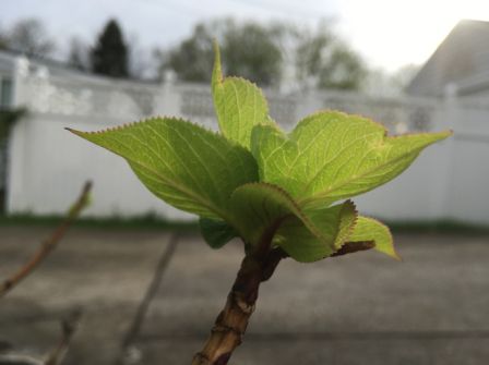 iphone-6s-photos-3.jpg, 2016 iphone-6s-photos-3.jpg