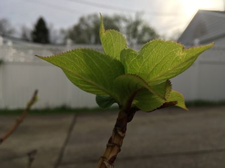 iphone-se-photos-3.jpg, 2016 iphone-se-photos-3.jpg