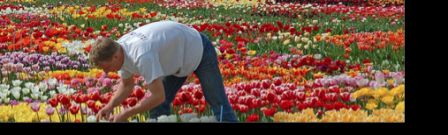 tulip.jpg